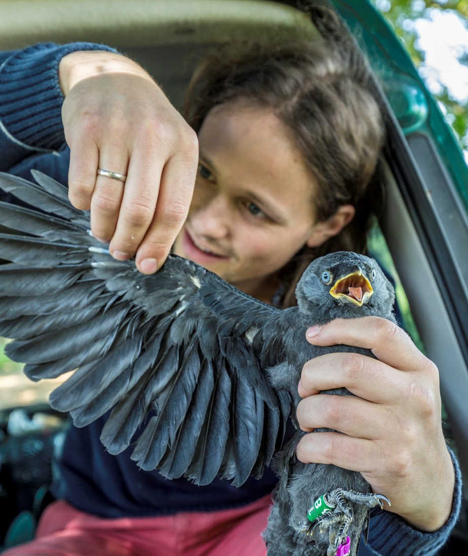 Jelle Boonekamp inspecting fault bars on jackdaw nestling feathers