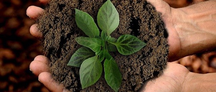 Green shoots and earth cupped in hands