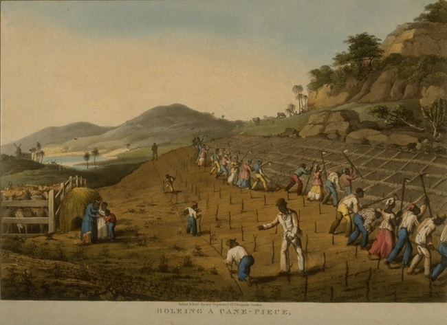 The painting of enslaved Africans working on a plantation preparing the land for planting sugar cane, 'jobbing'. itation 