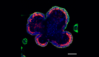 Stimulation of IEC organoids with the inflammatory cytokine IFN-gamma causes a rapid increase in expression of MHC II molecules (red), which predominantly localise within intracellular vesicles and at the basal surface of the IEC - the normal interface with immune cells. Green staining indicates expression of an IEC marker (E-cadherin) and  blue staining shows the cell nuclei (DAPI)