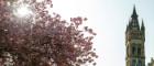 Photo of the tower at Gilmorehill with a cherry blossom tree in the foreground.