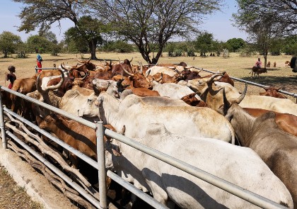 Cattle on a farm in Serengeti, Tanzania