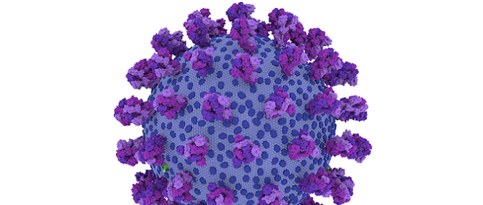 Graphic representation of oronavirus image