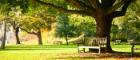 Photo of park with trees and bench
