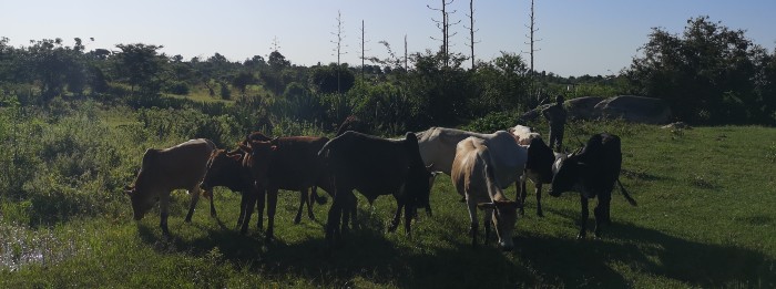 Cattle in Tanzania