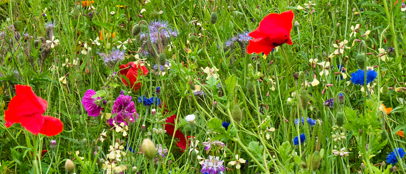 Wildflowers