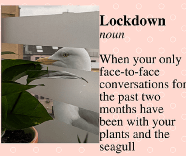 Seagull and plant