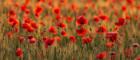 Field of poppies