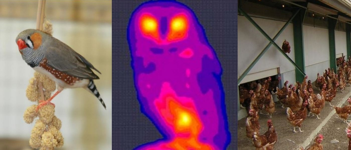 Heat map of an owl and some free range chickens