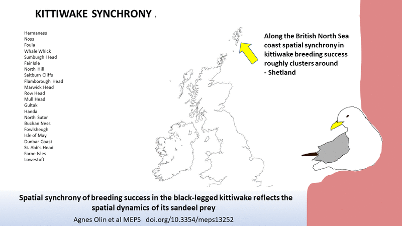 Animation of the clustering of kittiwake breeding success with respect to sandeel sub-populations