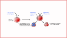 A graphic showing tolerance induction in memory CD4 T cells