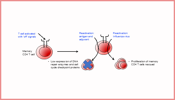 A graphic showing tolerance induction in memory CD4 T cells