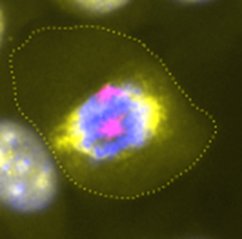 a cell in the prometaphase of mitosis