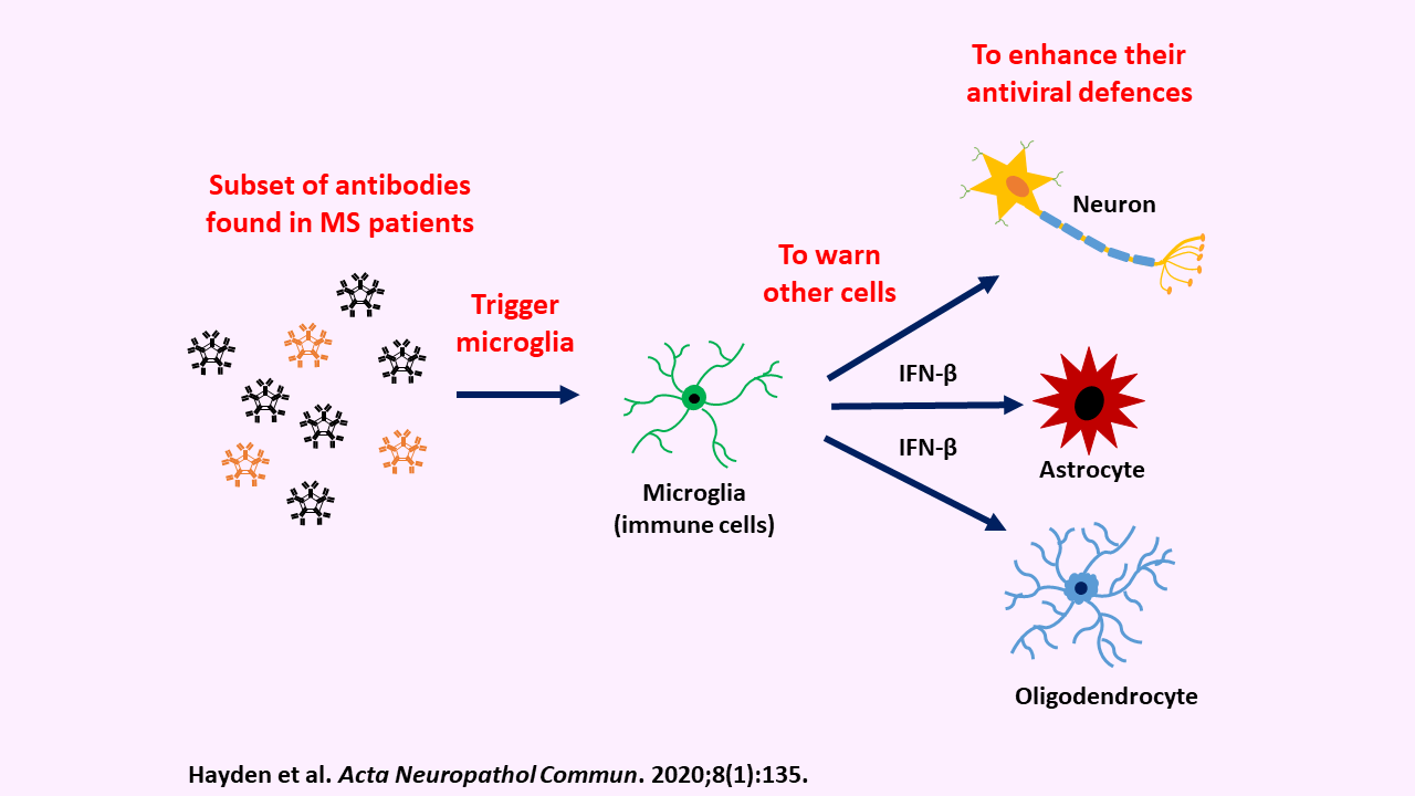 MS patients may hold key to protecting brain against viruses graphical illustration