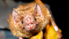 A close up of a bat being held by a researcher