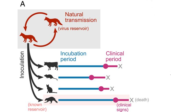 Data collected from published experiments in which naturally circulating rabies virus isolates were inoculated into heterologous species. The delay between inoculation and the appearance of clinical signs (the incubation period) and the delay between clinical signs first appearing and death (the clinical period) was recorded for individual animals.