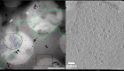  (l) EM imaging of refrozen cell sections using For easy visualisation, segmentation of the image in (a) using Photoshop is shown annotating probable edges of the nuclear membrane (green), nuclear capsids (red) and cytoplasmic capsids (blue)(r) Z-slices through tomograms of cytoplasmic and nuclear capsids of areas denoted in