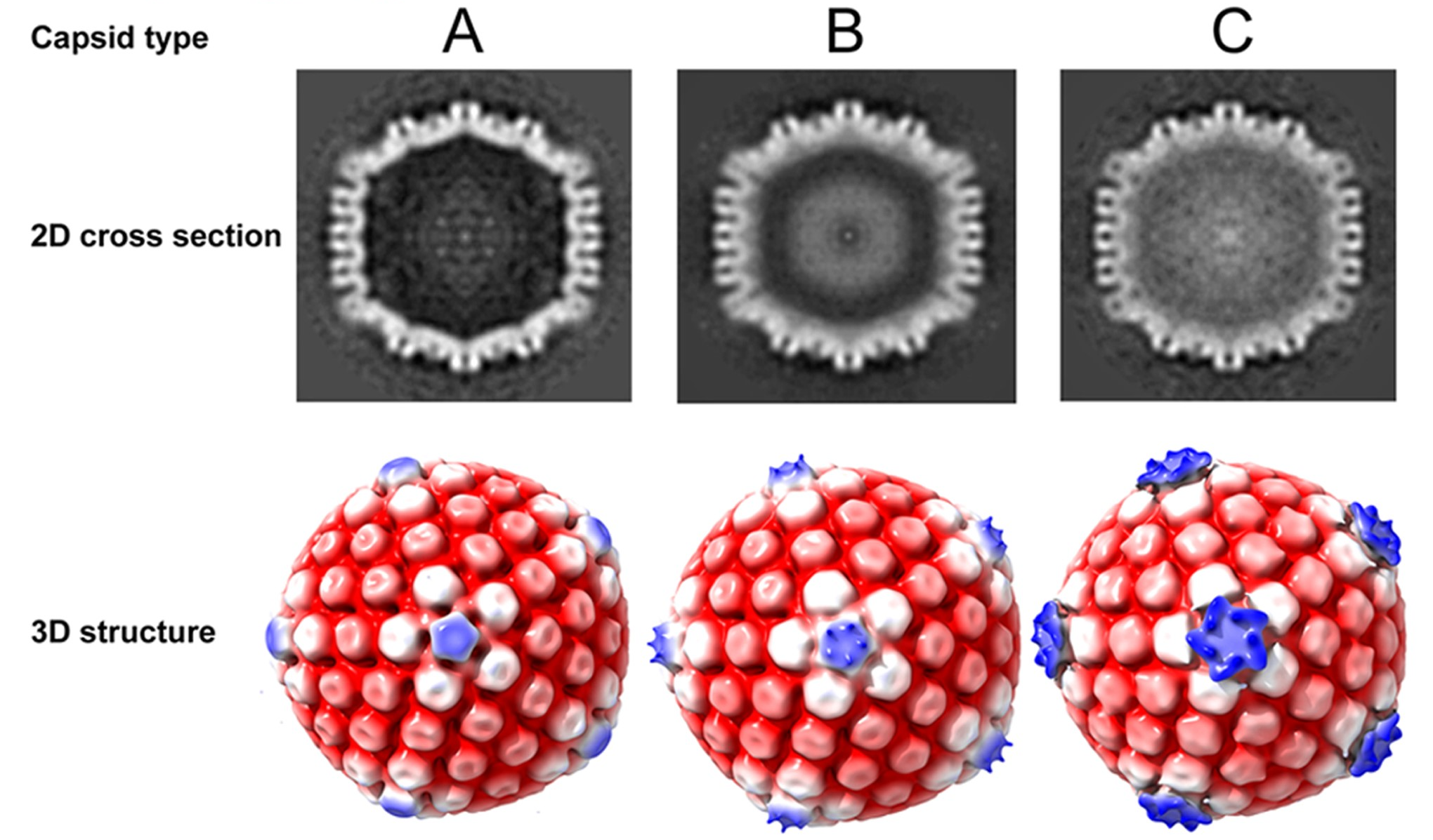 Determination of the 3D HSV capsid structures from within the nucleus. 3D structures of the three types of nuclear capsids, A-, B- and C-type were determined by subtomogram averaging. 