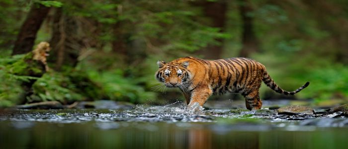 Image of a tiger wading through a stream