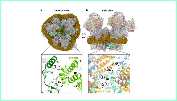 Fig. 5: Structure of T. gondii ATP synthase hexamer reveals two lumenal Fo contact sites between neighbouring dimers