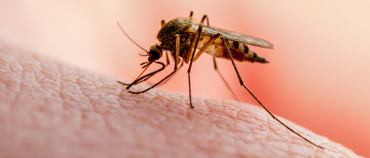 An Anopheles Mosquito on human skin [Photo: Shutterstock]