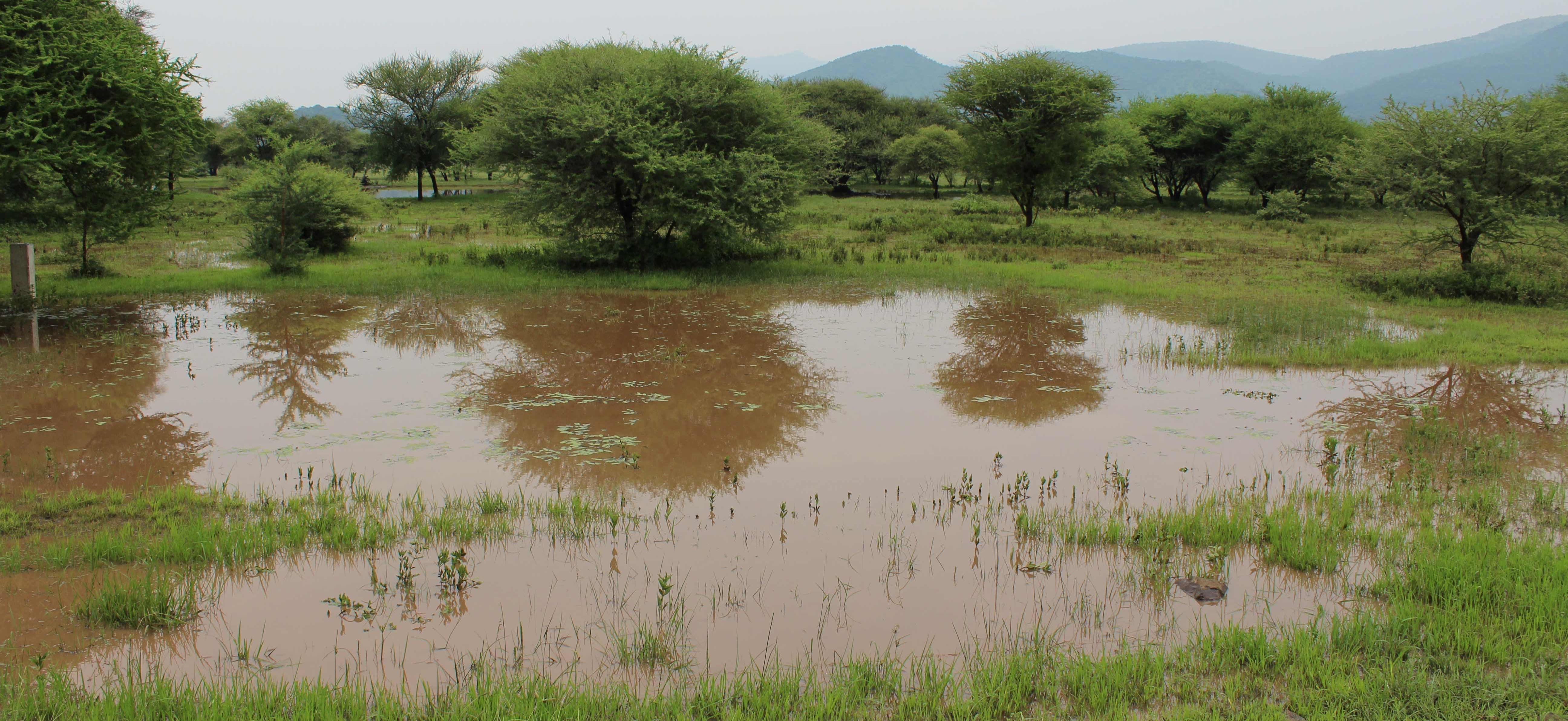 A tree-covered area flooded with muddy water in Tanzania