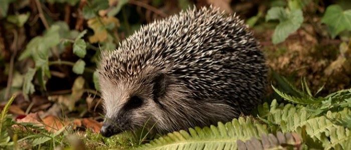 Hedgehog between leaves