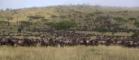 Wildebeest grazing on a plain