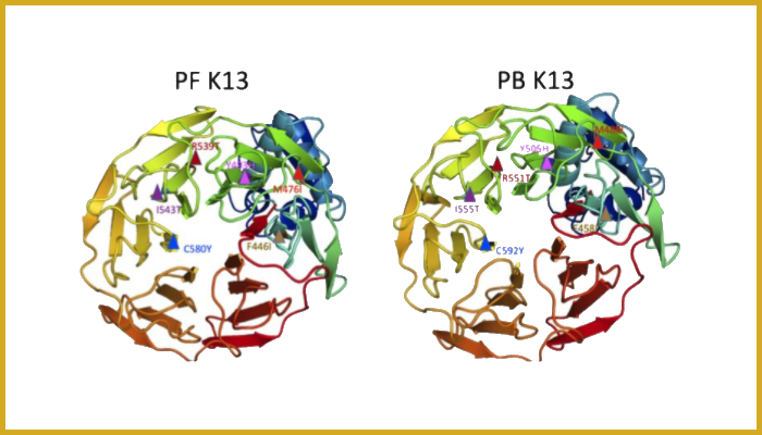 Graphics showing three-dimensional homology model of P. falciparum and P. berghei K13 for amino acid residues 350 to 726 and 362 to 738, respectively. P. falciparum K13 mutation sites are indicated in the structure on the left, and P. berghei orthologous mutation sites are modeled on the right