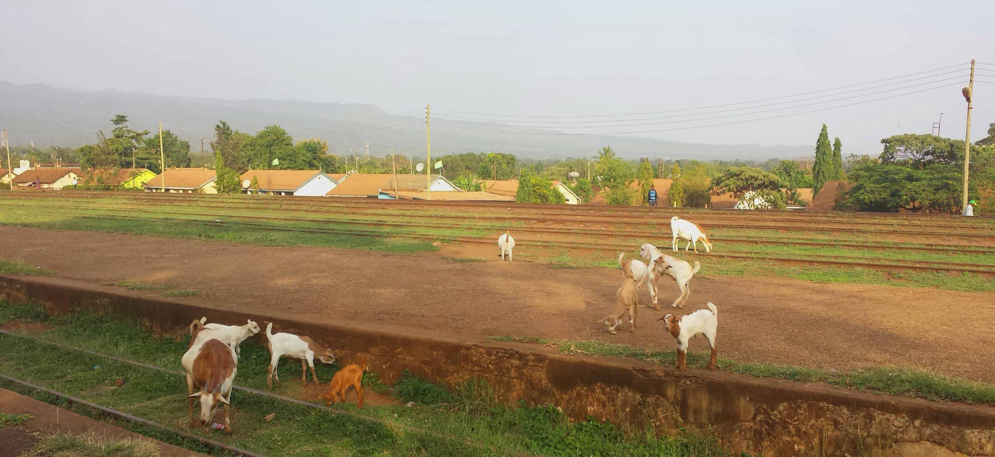 Goats grazing on train tracks