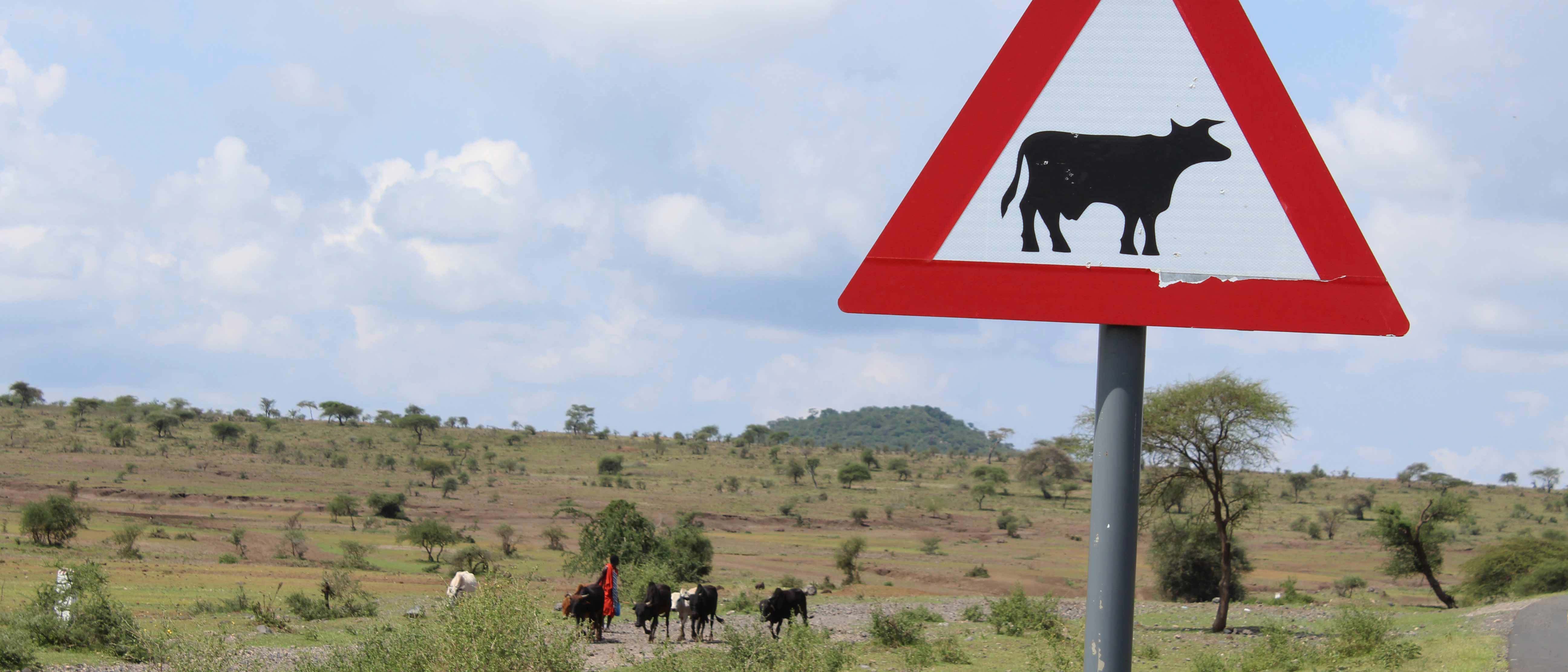 Cattle being herded behind a road sign cautioning the presence of cattle