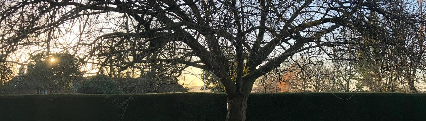 Dumfries Campus Sunset through trees