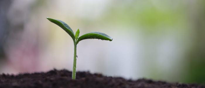 Close up of green shoot growing out of soil