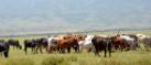 Cattle grazing in an open savannah of the Ngorongoro Conservation Area