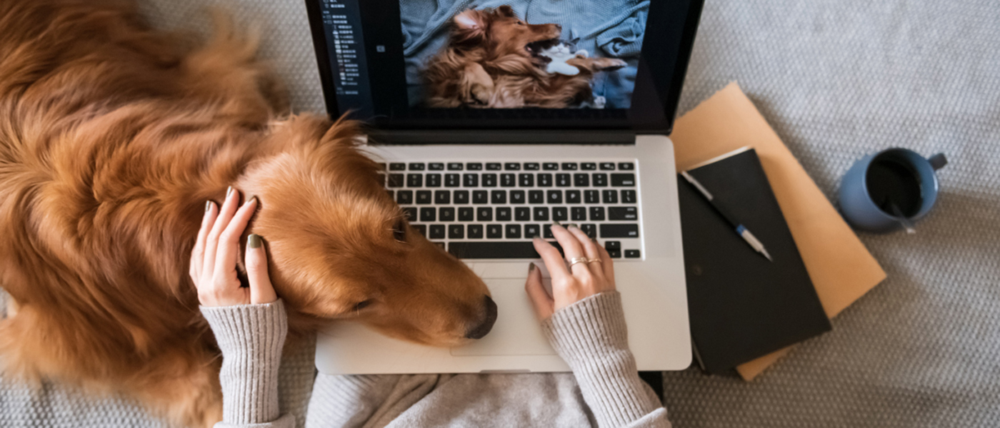 Person working from home with dog