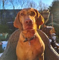 Photo of large brown dog