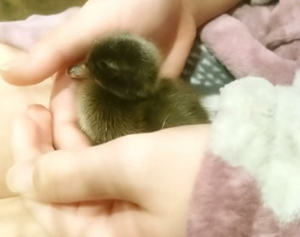 Photo of duckling