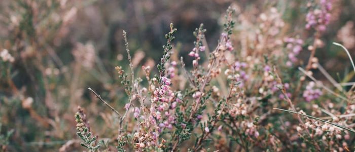 Flowering purple heather