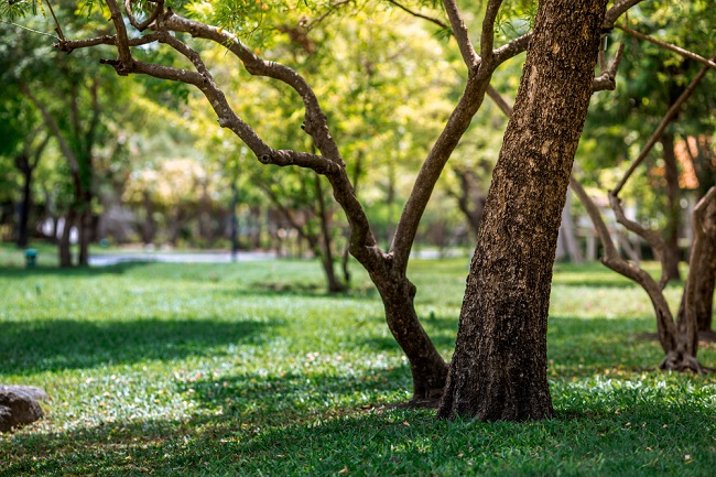 Green space in park