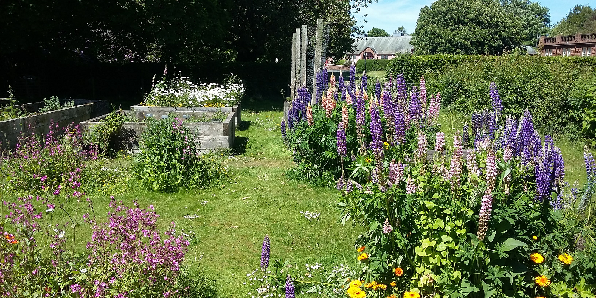 Teaching Garden - Bloom - 2000x1000