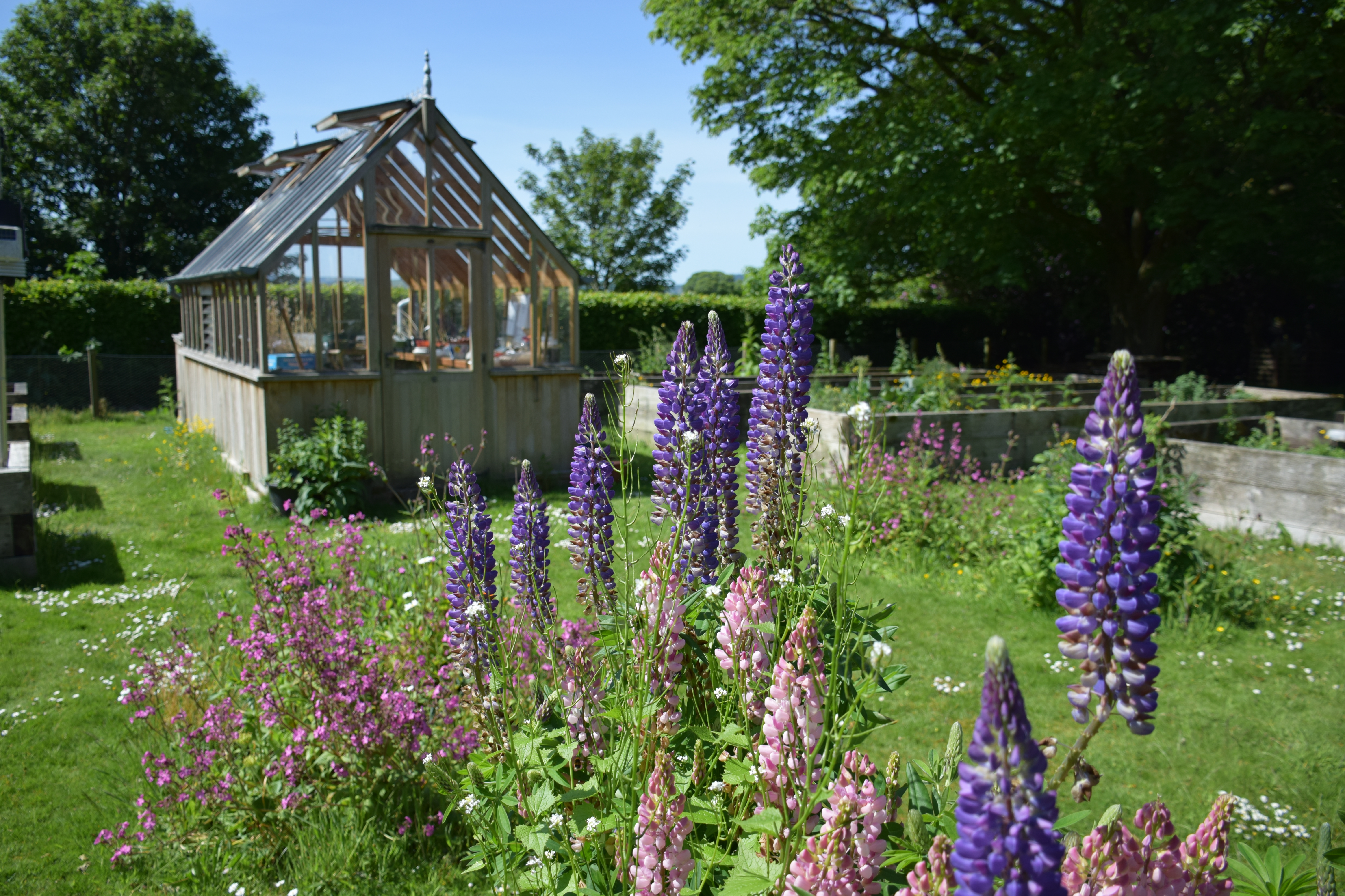 Amy McCreadie - Teaching Garden in bloom