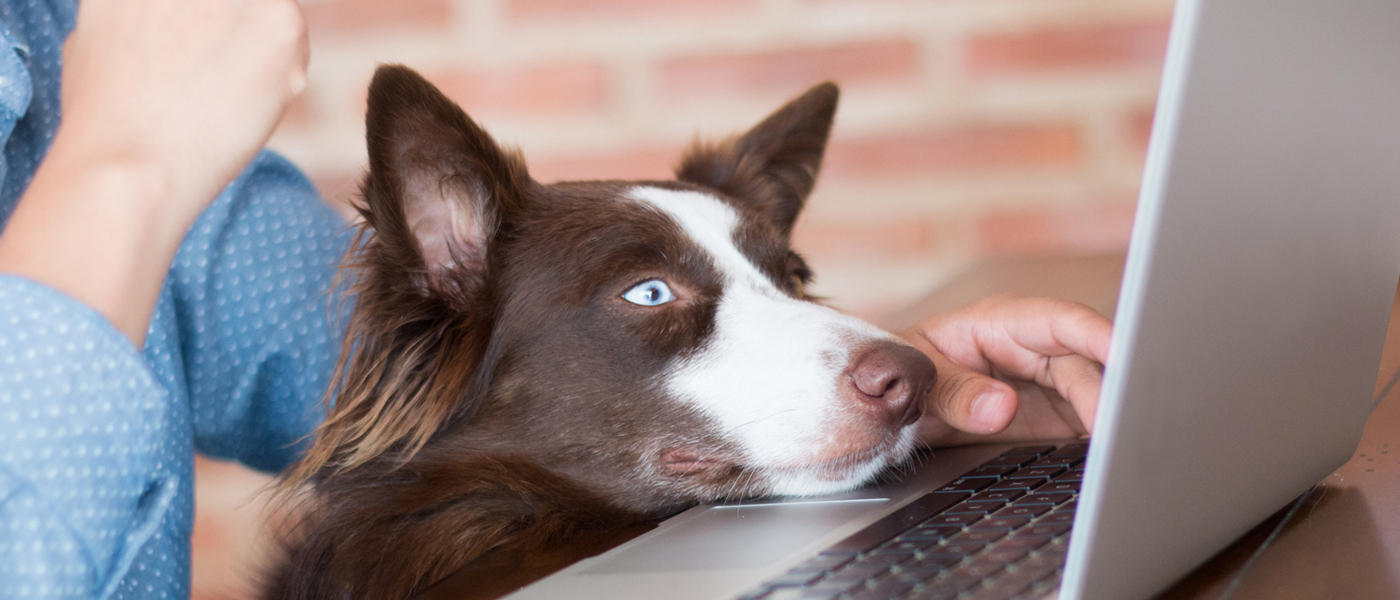 Photo of dog resting its chin on a laptop keyboard
