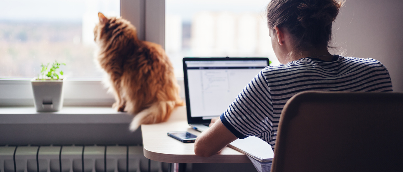 Photo of person working from home with cat on windowsill