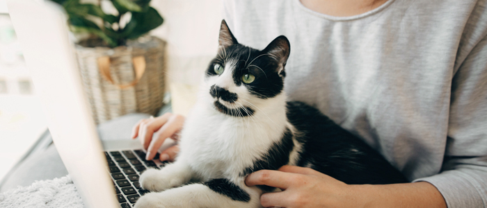 Photo of person working from home with cat