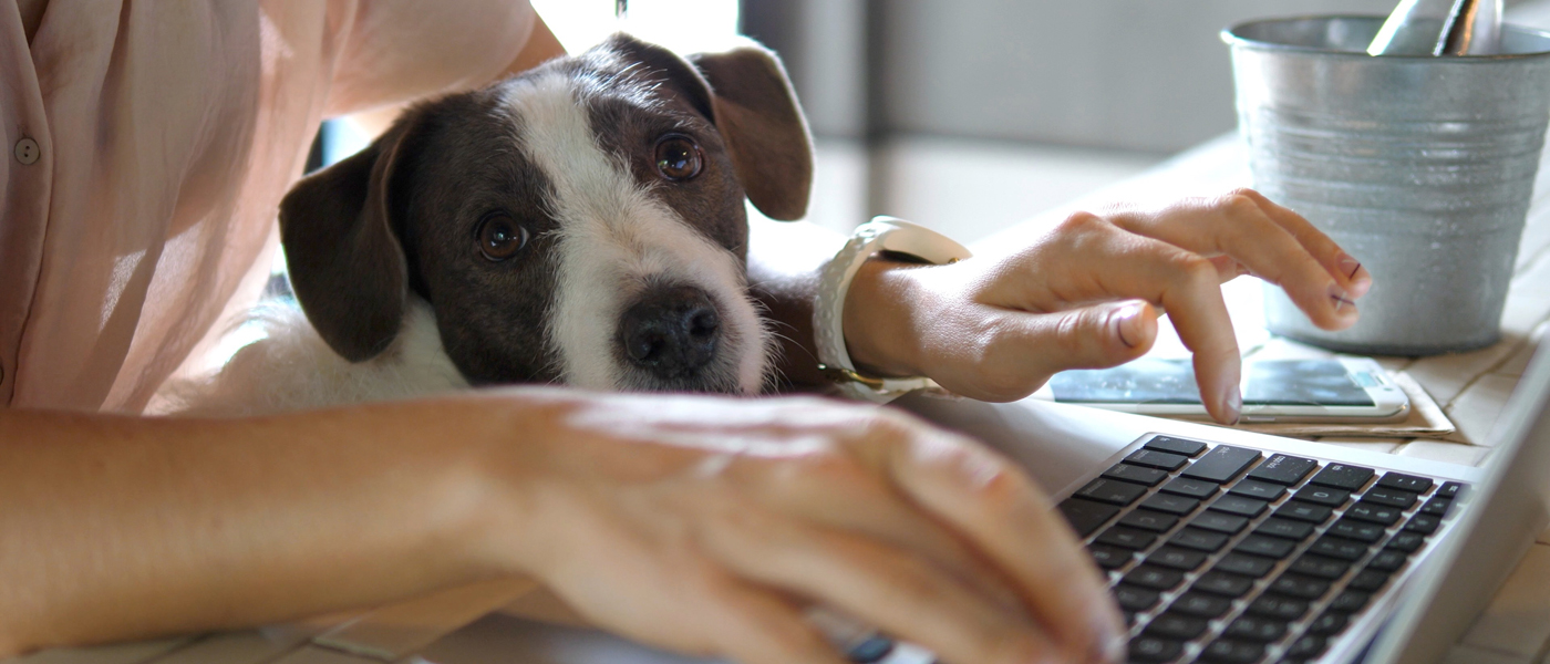 Person working on laptop with jack russell dog