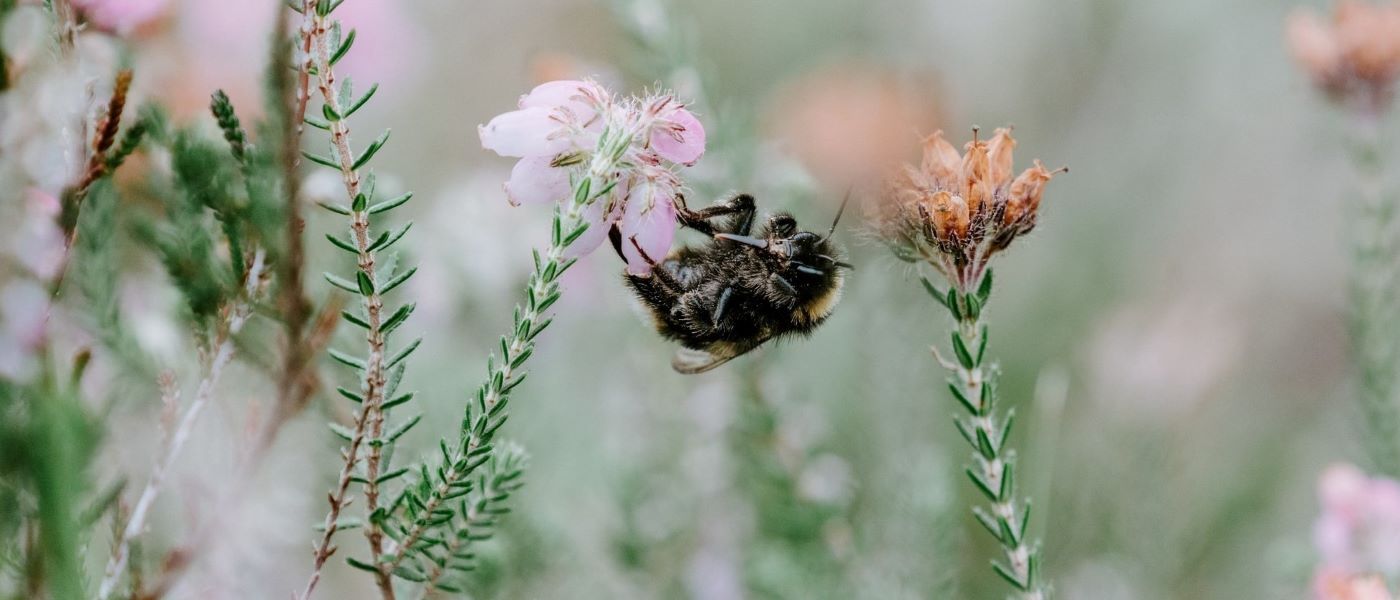 Bee in a field of flowers