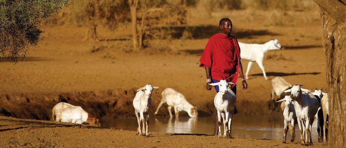 Masai shepherd with goats in Amboseli