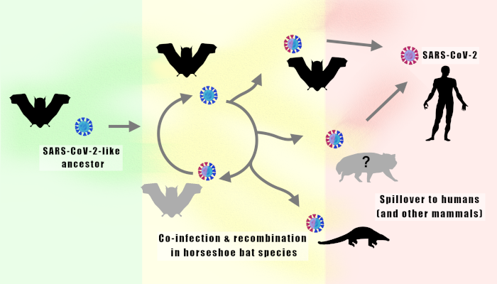 A graphic showing natural selection in the evolution of SARS-CoV-2 in bats created a generalist virus and highly capable human pathogen 