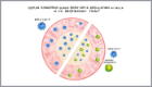 A graphic showing human rhinovirus triggering an immune response that blocks SARS-CoV-2