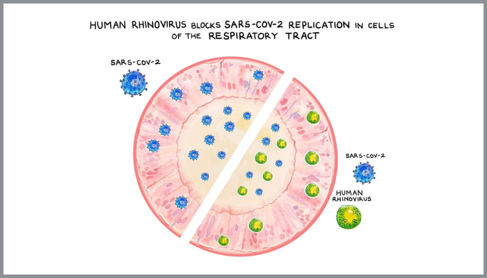A graphic showing human rhinovirus triggering an immune response that blocks SARS-CoV-2